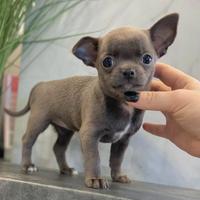CHIHUAHUA TOY CUCCIOLI BLU pag. rateale