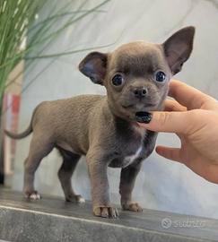 CHIHUAHUA TOY CUCCIOLI BLU pag. rateale