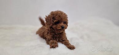 I cuccioli di barboncino toy Red