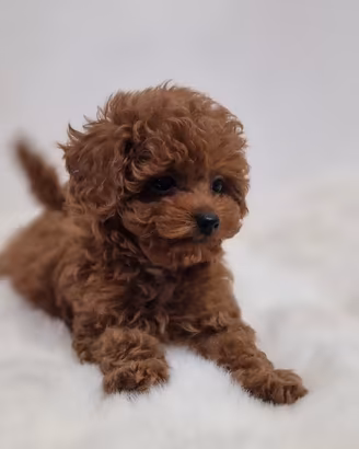 I cuccioli di barboncino toy Red