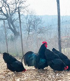 Australorp nere