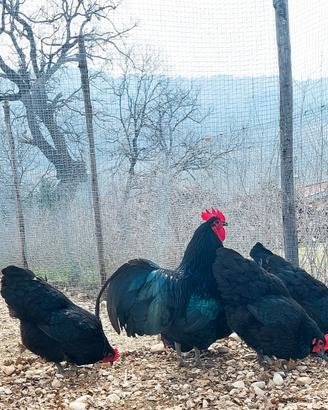 Australorp nere