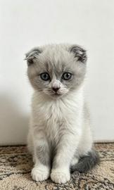 Scottish fold / straight