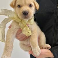 Cane meticcio cucciolo maschio con vaccino