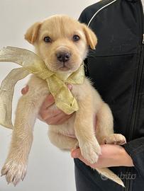 Cane meticcio cucciolo maschio con vaccino