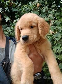 Ultime 2 femmine di Golden Retriever