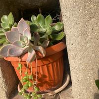 Vaso di mix di piante grasse