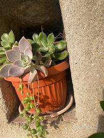 Vaso di mix di piante grasse