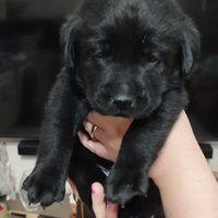 Cuccioli di labrador retriever