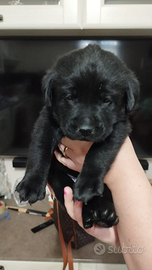 Cuccioli di labrador retriever