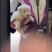 Cucciolino in adozione