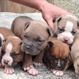 Amstaff