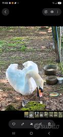 Cigno reale bianco maschio