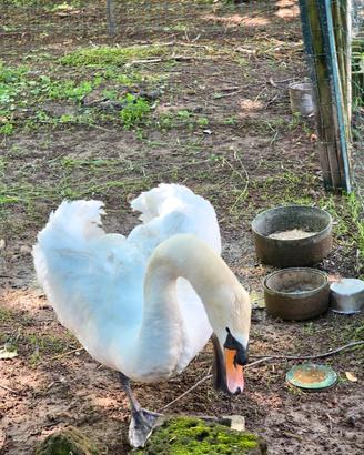 Cigno reale bianco maschio
