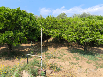 Terreno con alberi Clementine
