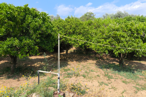 Terreno con alberi Clementine