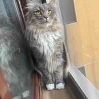 Gatto siberiano