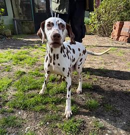 Dalmata femmina 6 anni con pedigree ENCI