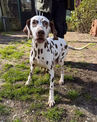 Dalmata femmina 6 anni con pedigree ENCI