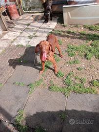 Cane da Caccia