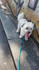 Maltese