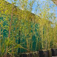 vasi di bamboo