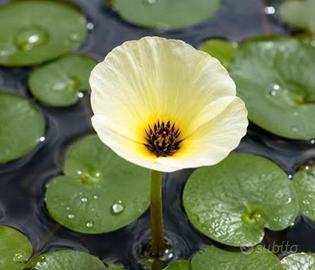 Pianta da laghetto - papavero d' acqua 