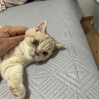 Animali