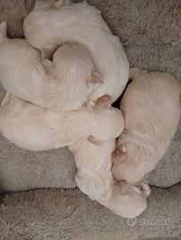 Maltipoo