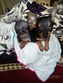 Maschietti Pinscher mini toy