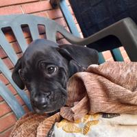 Vendita cuccioli