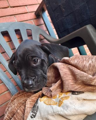 Vendita cuccioli