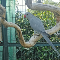 Parrocchetto dal collare grigio o verde ancestrale