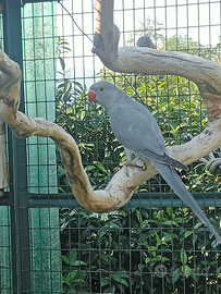 Parrocchetto dal collare grigio o verde ancestrale