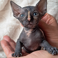 Gattini Sphynx e Sphynx Elf meravigliosi