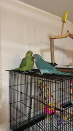 Pappagalli parrocchetto dal collare