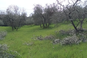 Terreno agricolo oliveta