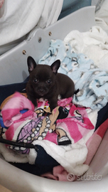 Chiuaua- pincher nano