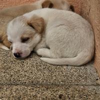 Cuccioli di cane, meticci