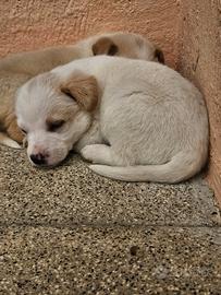 Cuccioli di cane, meticci