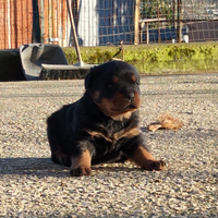 Cucciolo con pedigree