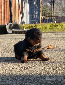 Cucciolo con pedigree