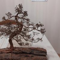 bonsai in rame 