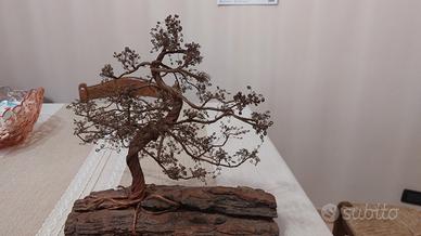 bonsai in rame 