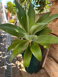 Agave attenuata