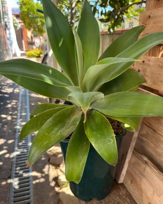 Agave attenuata