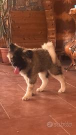 Akita Americano Cuccioli