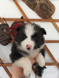 Border collie cucciolo meraviglioso