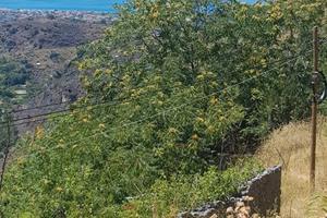 Terreno con rudere vista Praia a Mare