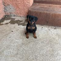 Pincer , pincher , pinscher toy